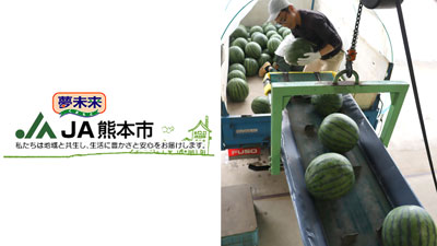 大玉スイカ出荷最盛期を迎える　ＪＡ熊本市