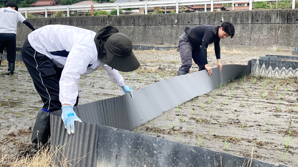 ＪＡ全農ひろしまと広島大学の共同研究　定植作業（主食用米：あきさかり）を実施