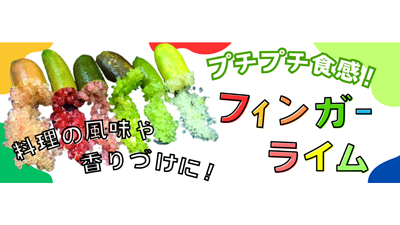 プチプチ食感　料理を華やかに「長崎県産 フィンガーライム」販売中　ＪＡタウン
