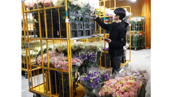 花き出荷が順調　トルコギキョウ中心に県外出荷進む　ＪＡやつしろ