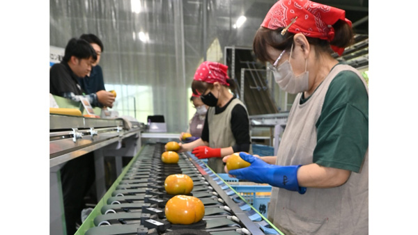 柿「太秋」出荷本格化　ＪＡ鹿本
