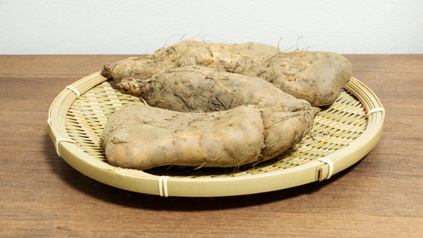 粘り強く贈答品にも　天候によって形状が変わる「相模原のやまといも」　ＪＡ相模原市