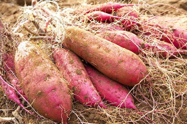 あんこのように甘い 大分県産さつまいも「甘太くん」販売開始 JA