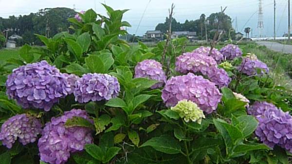【花ひらく暮らしと地域―ＪＡ女性　四分の三世紀（3）】貧しさからの解放＜下＞朝の来ない夜はない！　文芸アナリスト・大金義昭