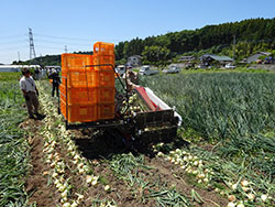 新たな業務向け産地確立めざし マーケットイン起点の事業を展開 / ＪＡ全農とちぎ（上）