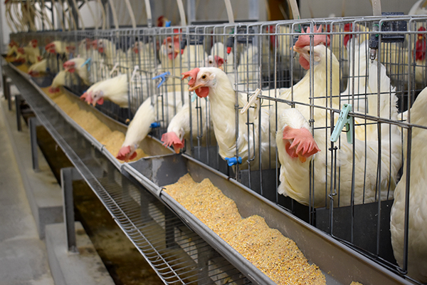 畜産農家の経営安定へ飼料の基礎研究で貢献　全農飼料畜産中央研究所（上）