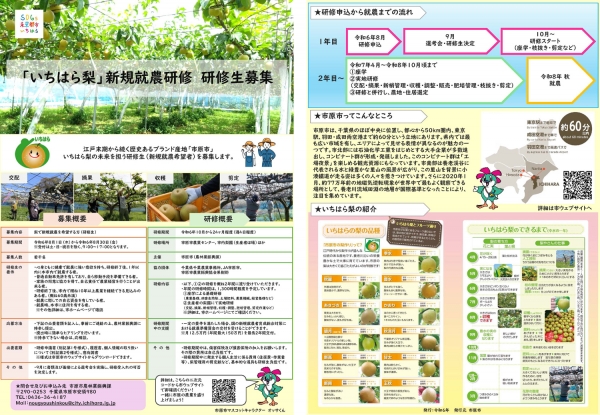 千葉県市原市　特産の梨　担い手確保・育成へ　全国から研修生募集