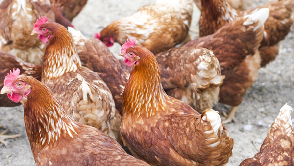 鳥インフル　米国からの生きた家きん、家きん肉等輸入を一時停止　農水省