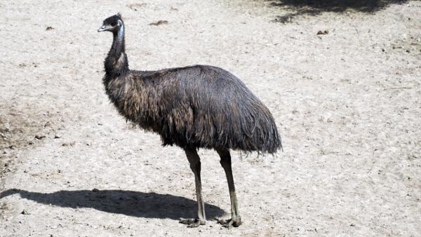 北海道　エミューで鳥インフルエンザ　国内21例目