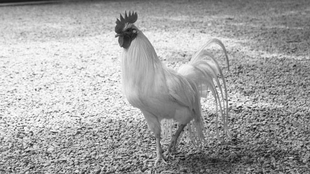 鳥インフル　米オレゴン州からの家きん肉等　輸入を一時停止　農水省