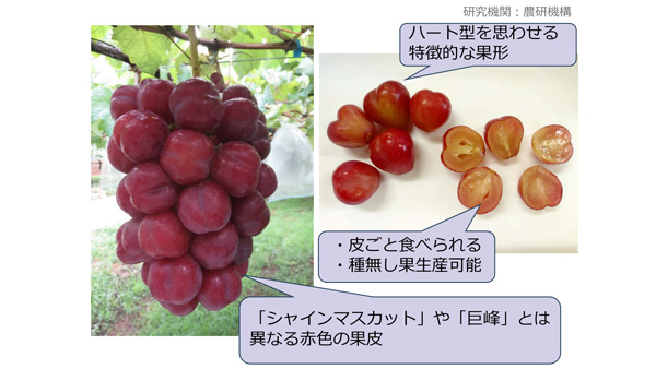 ぶどう新品種「サニーハート」、海水から肥料原料を確保　2025年農業技術10大ニュース（トピック6～10）　農水省