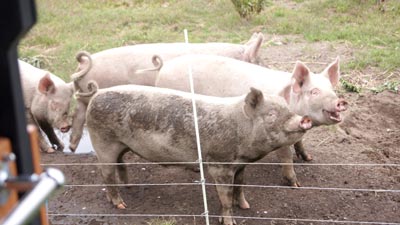 茨城県で豚熱を確認　国内79例目　農水省
