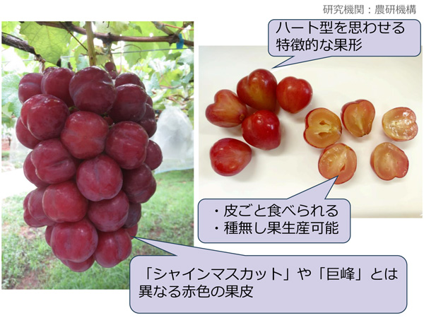 自然採取 金粒（粒状・不定形）観賞・資料用 ぶどう新品種「サニーハート」、海水から肥料原料を確保 2025年農業