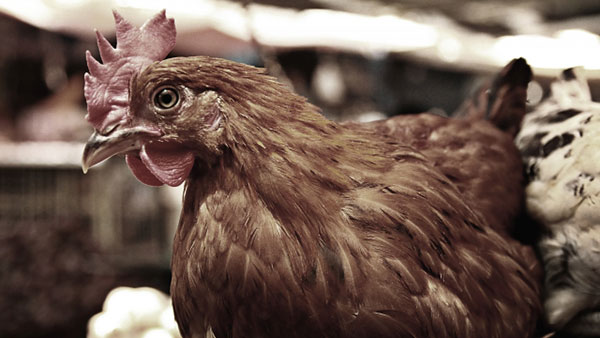 福岡県糸島市で鳥インフルエンザ確認　福岡県では今シーズン2例目