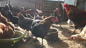鳥インフル　仏オート・ピレネー県、ローヌ県からの生きた家きん、家きん肉等　輸入を一時停止　農水省