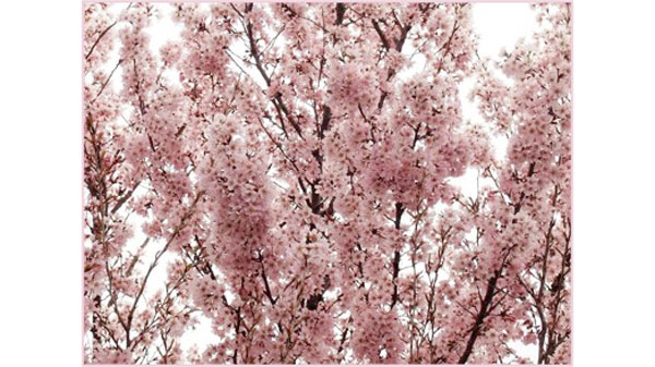 市内の花き生産者が見つけた新品種のサクラ「吉兆」が品種登録　神奈川県川崎市