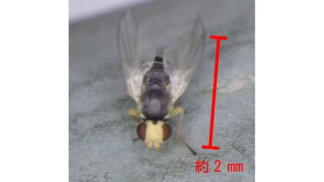 【注意報】ネギハモグリバエに注意を　栃木県農業環境指導センター　栃木県