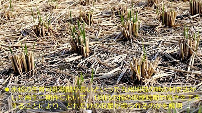 「ひこばえ」活用で多収　農研機構　九州中心に普及へ