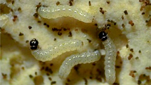 【注意報】シロイチモジヨトウに注意報　埼玉県病害虫防除所　埼玉県