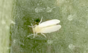 【特殊報】キュウリ退緑黄化病を確認　特殊報発信　島根県