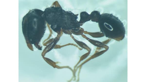 【特殊報】トビイロシワアリの食害痕確認　福島県　トマトでは日本初