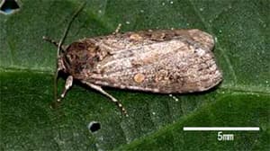 【注意報】シロイチモジヨトウで注意報　愛知県病害虫防除所　愛知県