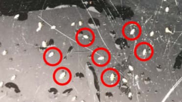 トビイロウンカ第三世代が大量ふ化