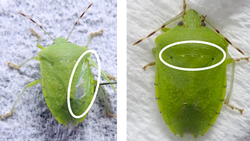 【特殊報】ミナミアオカメムシを初確認　茨城県病害虫防除所　茨城県