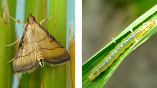 【注意報】コブノメイガ多発で注意報　沖縄県病害虫防除所　沖縄県