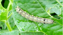 【注意報】ハスモンヨトウ多発で注意報　愛媛県病害虫防除所　愛媛県