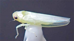 【特殊報】ヨコバイ科の新害虫を確認　徳島県