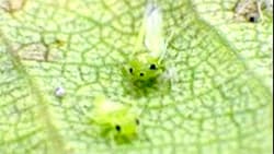 【特殊報】ウメの葉に県内初の病害虫を確認　埼玉県