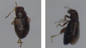 【特殊報】県内初のタバコノミハムシを確認　広島県