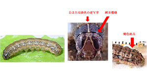 【特殊報】ツマジロクサヨトウ被害を確認　山梨県