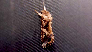 【注意報】引き続きハスモンヨトウ発生に注意　岐阜県