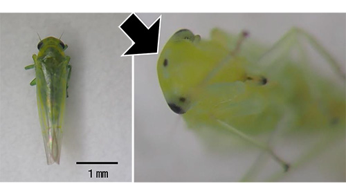【特殊報】「ウメシロヒメヨコバイ」を府内で初確認　京都府