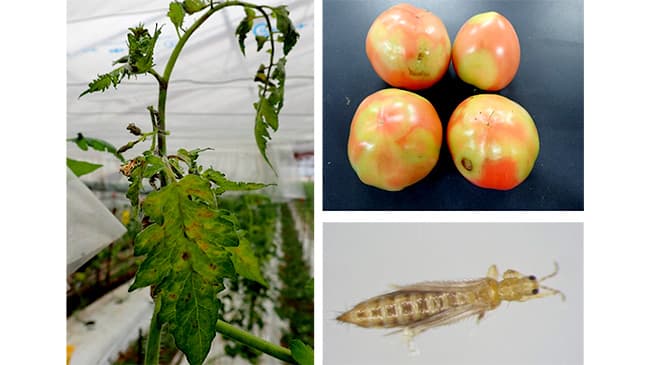 【特殊報】トマトで初めてキク茎えそウイルスの病害発生　宮城県
