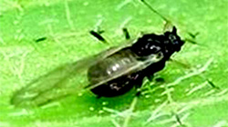 【注意報】コギクのアブラムシ類発生で注意喚起　沖縄県