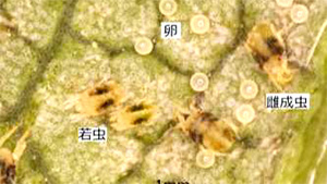 【注意報】イチゴのハダニ類発生が過去10年で最多　山口県