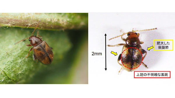 【特殊報】タバコノミハムシを県内で初確認　兵庫県