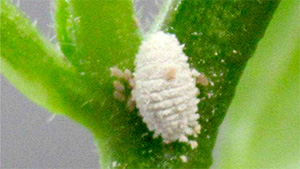 【特殊報】県内で初めてナスコナカイガラムシを確認　和歌山県