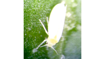 【特殊報】キュウリ退緑黄化病を県内で初確認　岐阜県