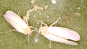 【注意報】トマト黄化葉巻病多発で注意報　沖縄県