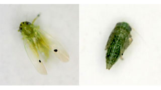 【特殊報】オクラにフタテンミドリヒメヨコバイを初確認　熊本県