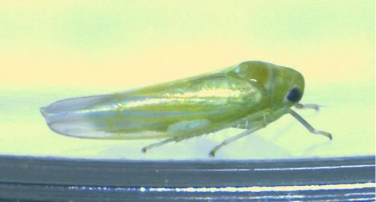 【特殊報】バラ科果樹にヨコバイ科の一種を初確認　香川県