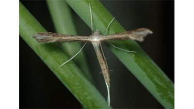 【特殊報】県内で初めてキキョウトリバを確認　大分県