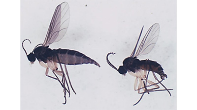 【特殊報】イチゴにチバクロバネキノコバエを初確認　福島県