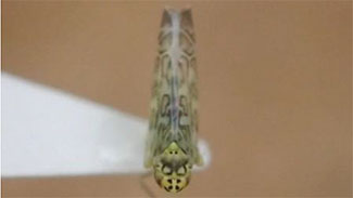 【特殊報】ローズマリーにヨコバイ科の一種を初確認　静岡県