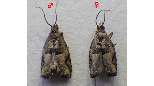 【特殊報】国内で初めてクロネハイイロヒメハマキのオリーブ寄生を確認　香川県