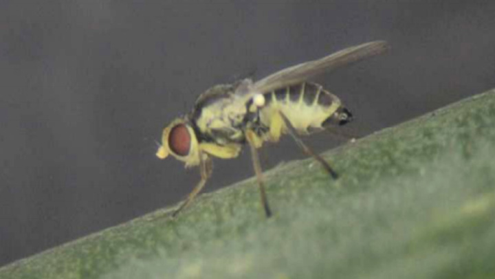 【特殊報】ネギハモグリバエ別系統を県内で初確認　山形県